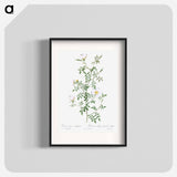 Myrtle-Leaved Hedge Rose - Pierre Joseph Redouté Poster.