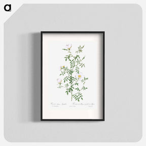 アートポスター-Myrtle-Leaved Hedge Rose - ピエール ジョゼフ ルドゥーテ Poster.