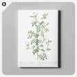 アートパネル-Myrtle-Leaved Hedge Rose - ピエール ジョゼフ ルドゥーテ Canvas.