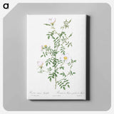 アートパネル-Myrtle-Leaved Hedge Rose - ピエール ジョゼフ ルドゥーテ Canvas.