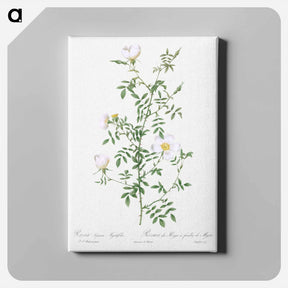 アートパネル-Myrtle-Leaved Hedge Rose - ピエール ジョゼフ ルドゥーテ Canvas.