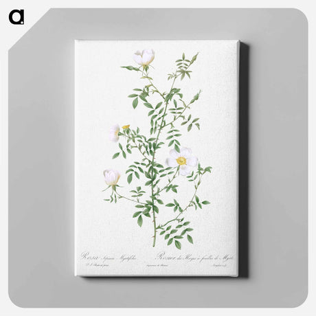 アートパネル-Myrtle-Leaved Hedge Rose - ピエール ジョゼフ ルドゥーテ Canvas.