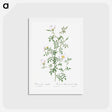 アートポストカード-Myrtle-Leaved Hedge Rose - ピエール ジョゼフ ルドゥーテ Postcard.