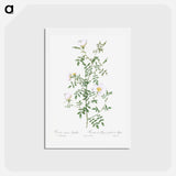 アートポストカード-Myrtle-Leaved Hedge Rose - ピエール ジョゼフ ルドゥーテ Postcard.