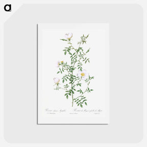 アートポストカード-Myrtle-Leaved Hedge Rose - ピエール ジョゼフ ルドゥーテ Postcard.