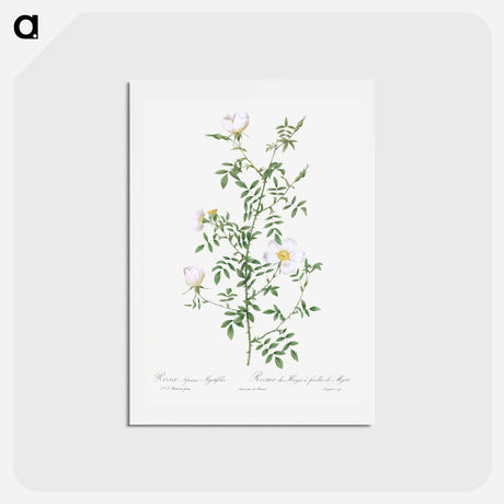 アートポストカード-Myrtle-Leaved Hedge Rose - ピエール ジョゼフ ルドゥーテ Postcard.