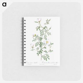 アートメモ帳-Myrtle-Leaved Hedge Rose - ピエール ジョゼフ ルドゥーテ Memo.