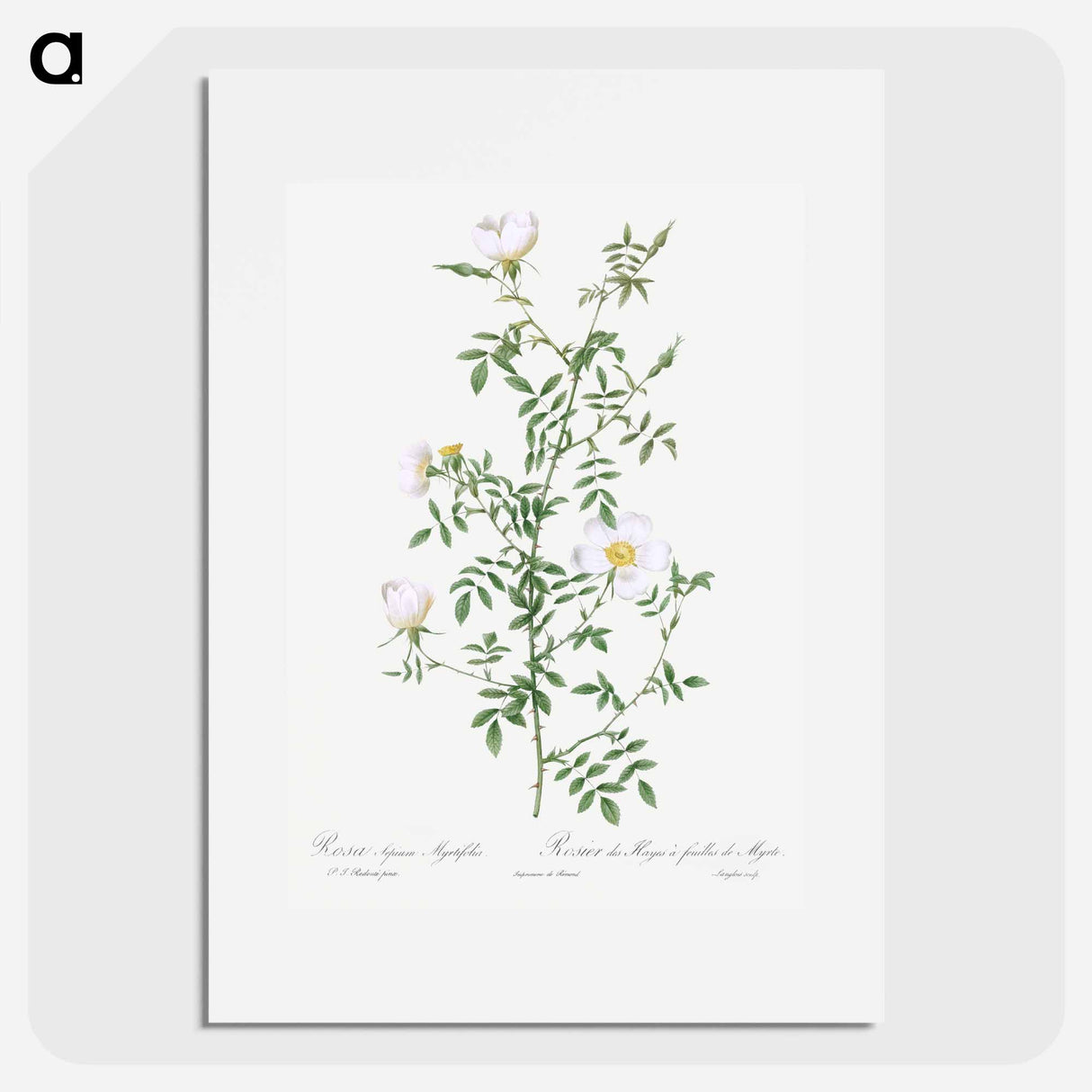 Myrtle-Leaved Hedge Rose - Pierre Joseph Redouté Poster.