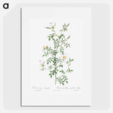Myrtle-Leaved Hedge Rose - Pierre Joseph Redouté Poster.