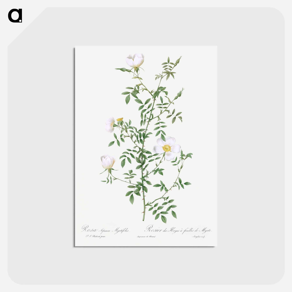 アートポストカード-Myrtle-Leaved Hedge Rose - ピエール ジョゼフ ルドゥーテ Postcard.