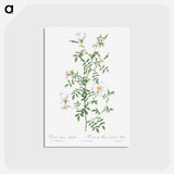 アートポストカード-Myrtle-Leaved Hedge Rose - ピエール ジョゼフ ルドゥーテ Postcard.