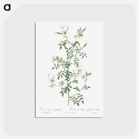 アートポストカード-Myrtle-Leaved Hedge Rose - ピエール ジョゼフ ルドゥーテ Postcard.
