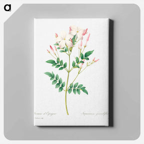 アートパネル-Spanish jasmine - ピエール ジョゼフ ルドゥーテ Canvas.