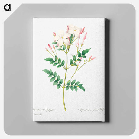 アートパネル-Spanish jasmine - ピエール ジョゼフ ルドゥーテ Canvas.