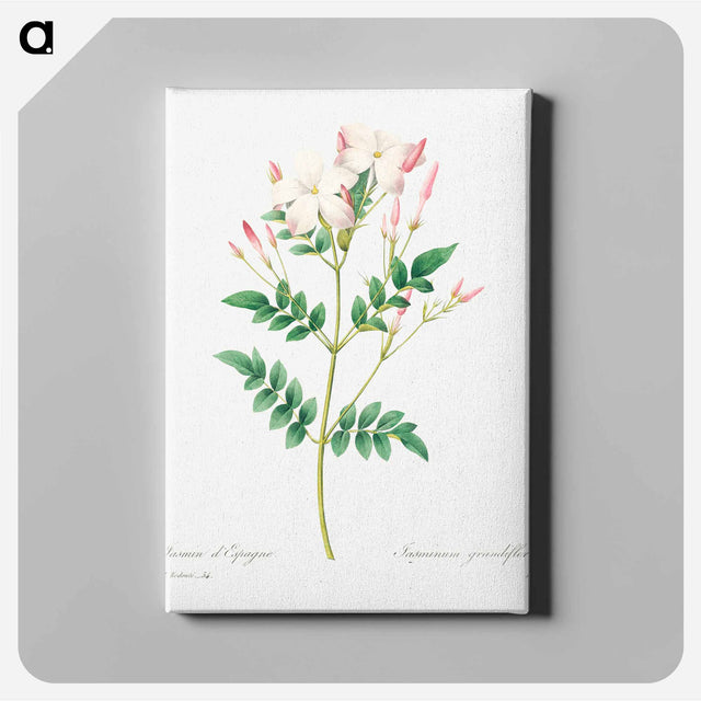 アートパネル-Spanish jasmine - ピエール ジョゼフ ルドゥーテ Canvas.