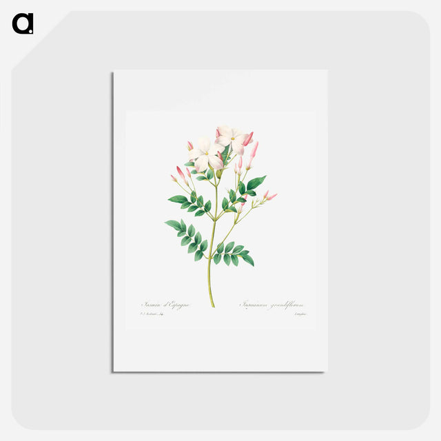 アートポストカード-Spanish jasmine - ピエール ジョゼフ ルドゥーテ Postcard.