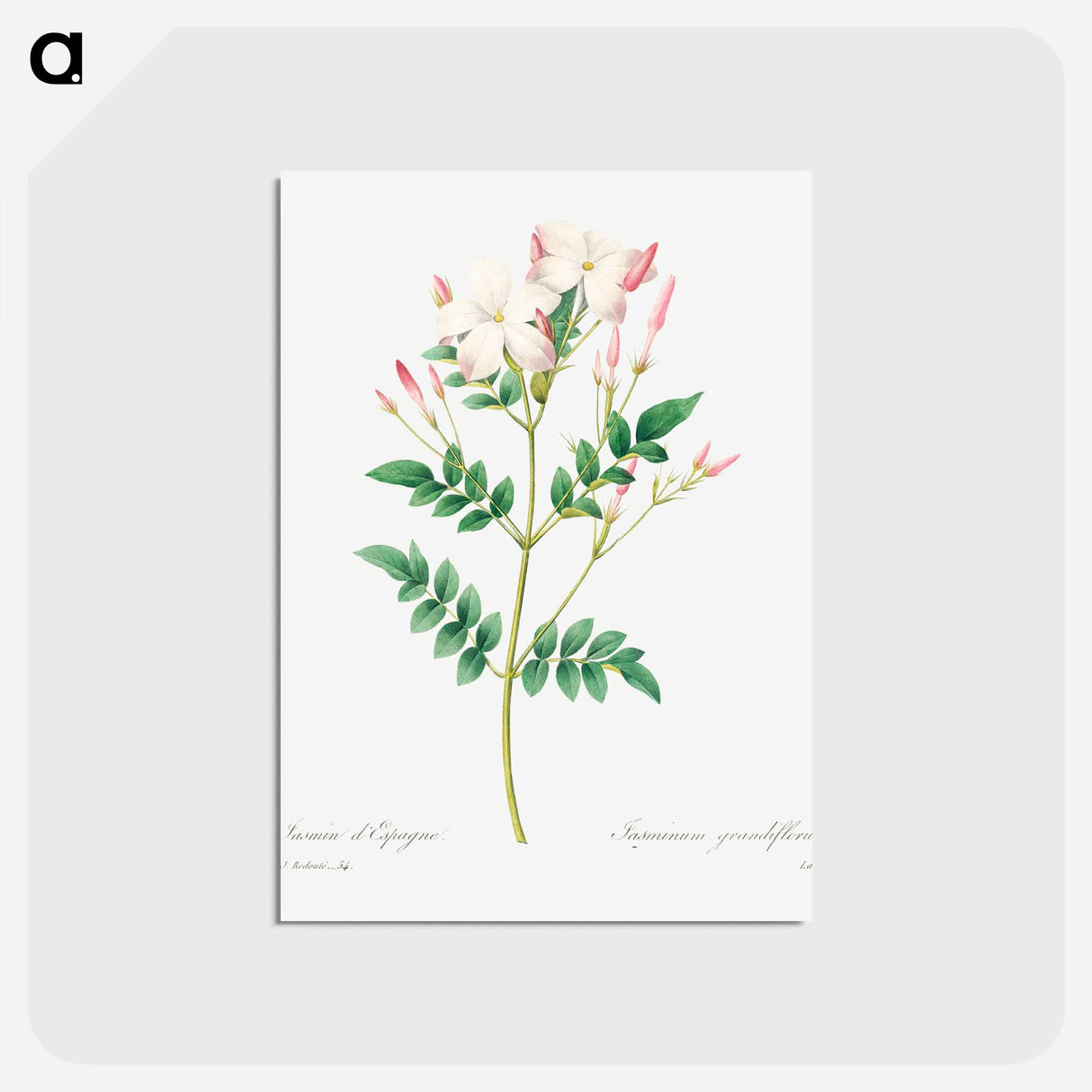 アートポストカード-Spanish jasmine - ピエール ジョゼフ ルドゥーテ Postcard.
