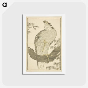 アートポストカード-Hokusai's Hawk - 葛飾 北斎 Postcard.
