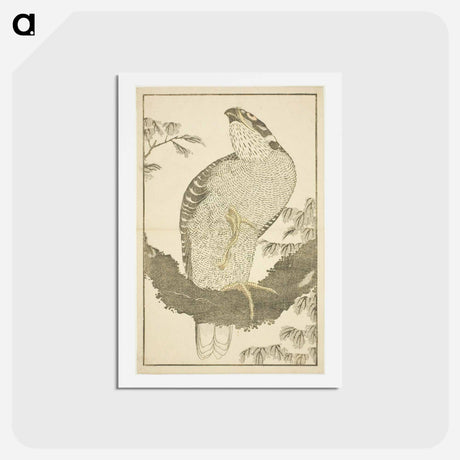 アートポストカード-Hokusai's Hawk - 葛飾 北斎 Postcard.