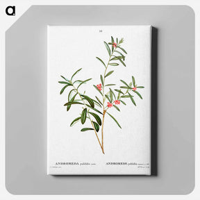 アートパネル-Andromeda polifolia - ピエール ジョゼフ ルドゥーテ Canvas.