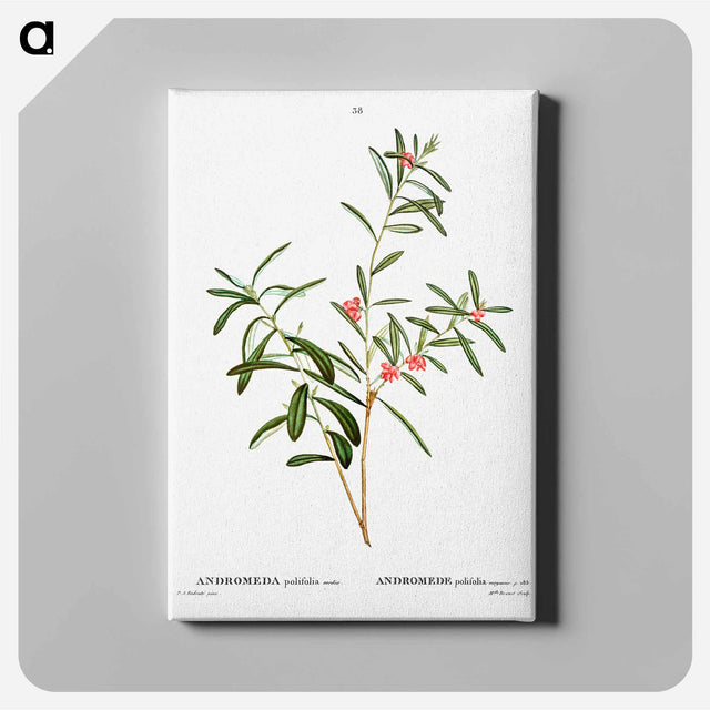 アートパネル-Andromeda polifolia - ピエール ジョゼフ ルドゥーテ Canvas.