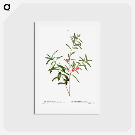 アートポストカード-Andromeda polifolia - ピエール ジョゼフ ルドゥーテ Postcard.