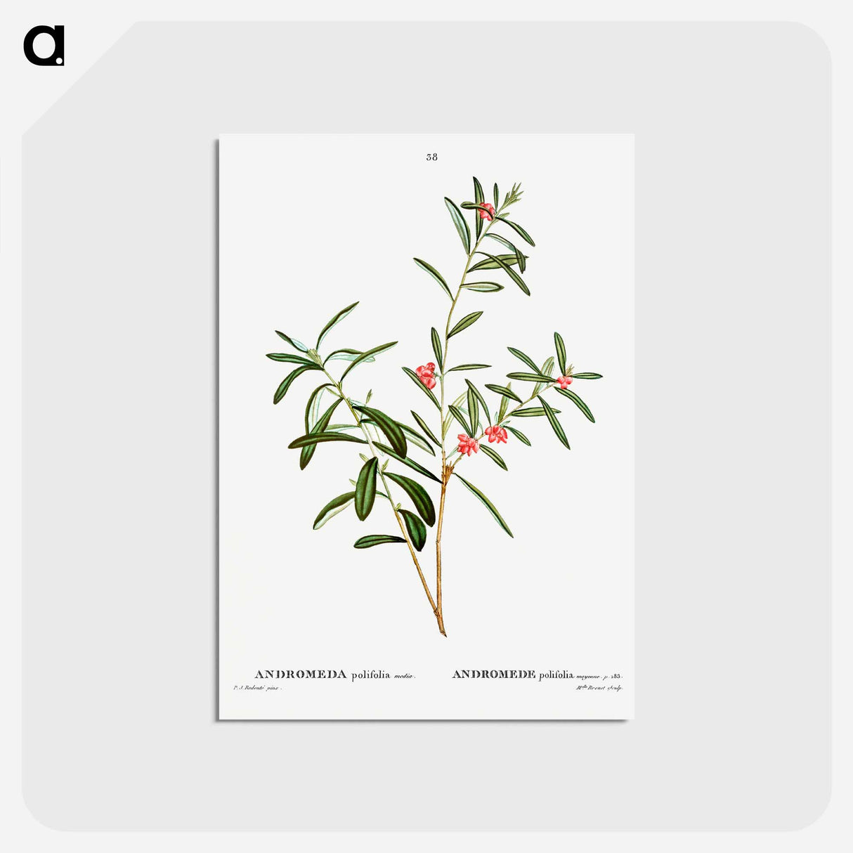 アートポストカード-Andromeda polifolia - ピエール ジョゼフ ルドゥーテ Postcard.