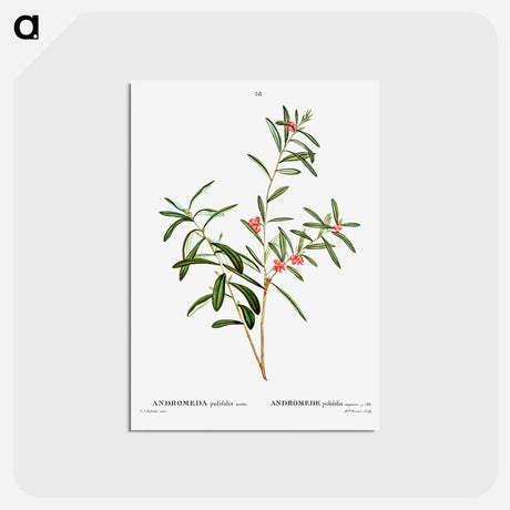 アートポストカード-Andromeda polifolia - ピエール ジョゼフ ルドゥーテ Postcard.