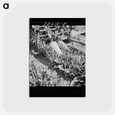 アートポストカード-Spinach Harvester
 - ラッセル リー Postcard.