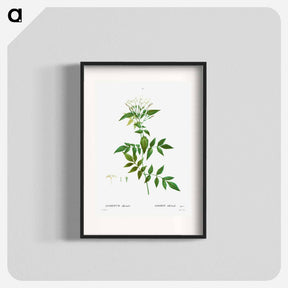 アートポスター-Jasmine - ピエール ジョゼフ ルドゥーテ Poster.