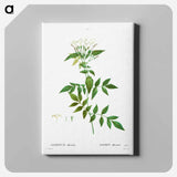 アートパネル-Jasmine - ピエール ジョゼフ ルドゥーテ Canvas.