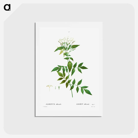 アートポストカード-Jasmine - ピエール ジョゼフ ルドゥーテ Postcard.