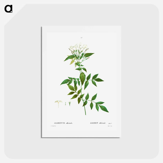 アートポストカード-Jasmine - ピエール ジョゼフ ルドゥーテ Postcard.