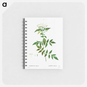 アートメモ帳-Jasmine - ピエール ジョゼフ ルドゥーテ Memo.