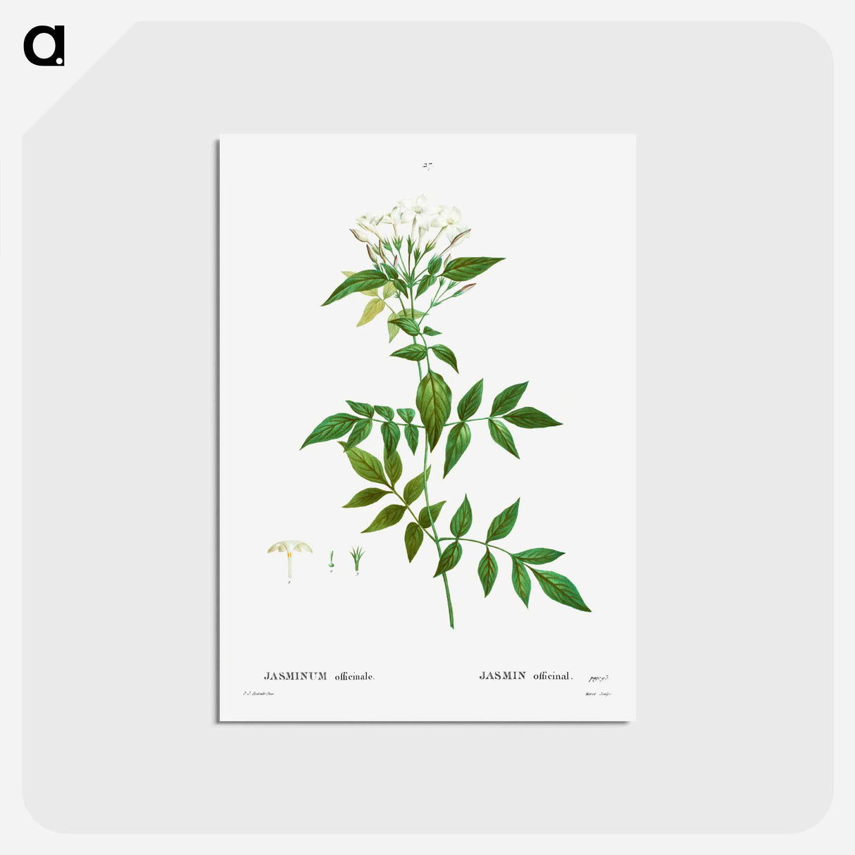 アートポストカード-Jasmine - ピエール ジョゼフ ルドゥーテ Postcard.