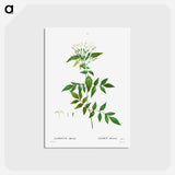 アートポストカード-Jasmine - ピエール ジョゼフ ルドゥーテ Postcard.