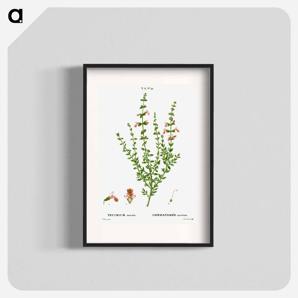 Cat thyme - Pierre Joseph Redouté Poster.
