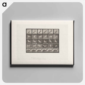アートパネル-Prancing Horse and Ponies
 - エドワード マイブリッジ Canvas.