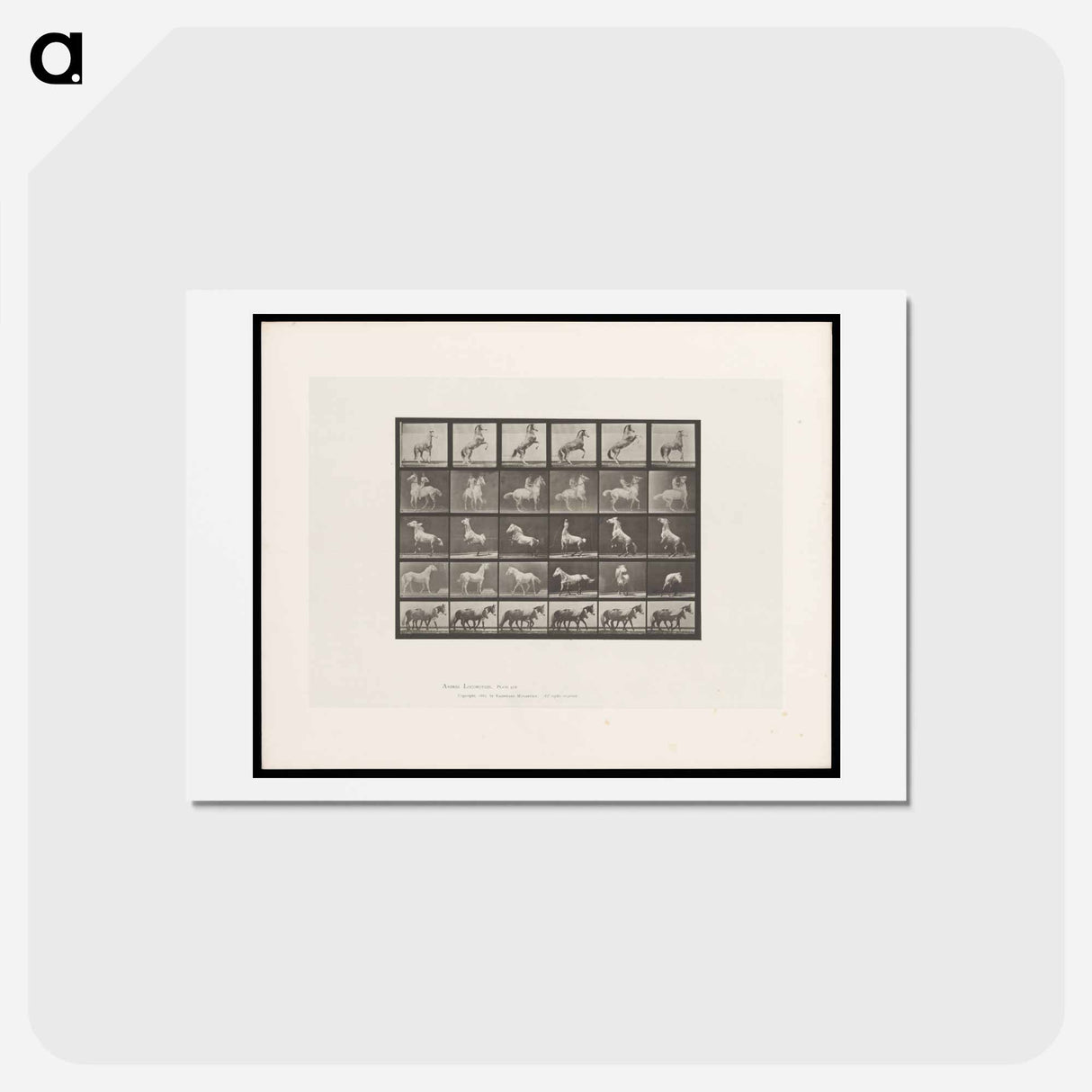 アートポストカード-Prancing Horse and Ponies
 - エドワード マイブリッジ Postcard.