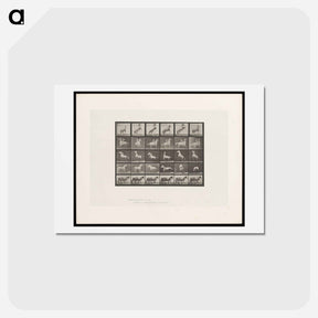 アートポストカード-Prancing Horse and Ponies
 - エドワード マイブリッジ Postcard.