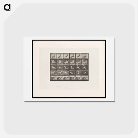 アートポストカード-Prancing Horse and Ponies
 - エドワード マイブリッジ Postcard.