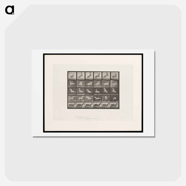 アートポストカード-Prancing Horse and Ponies
 - エドワード マイブリッジ Postcard.