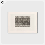 アートポストカード-Prancing Horse and Ponies
 - エドワード マイブリッジ Postcard.