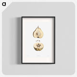 Pear fruit - Pierre Joseph Redouté Poster.