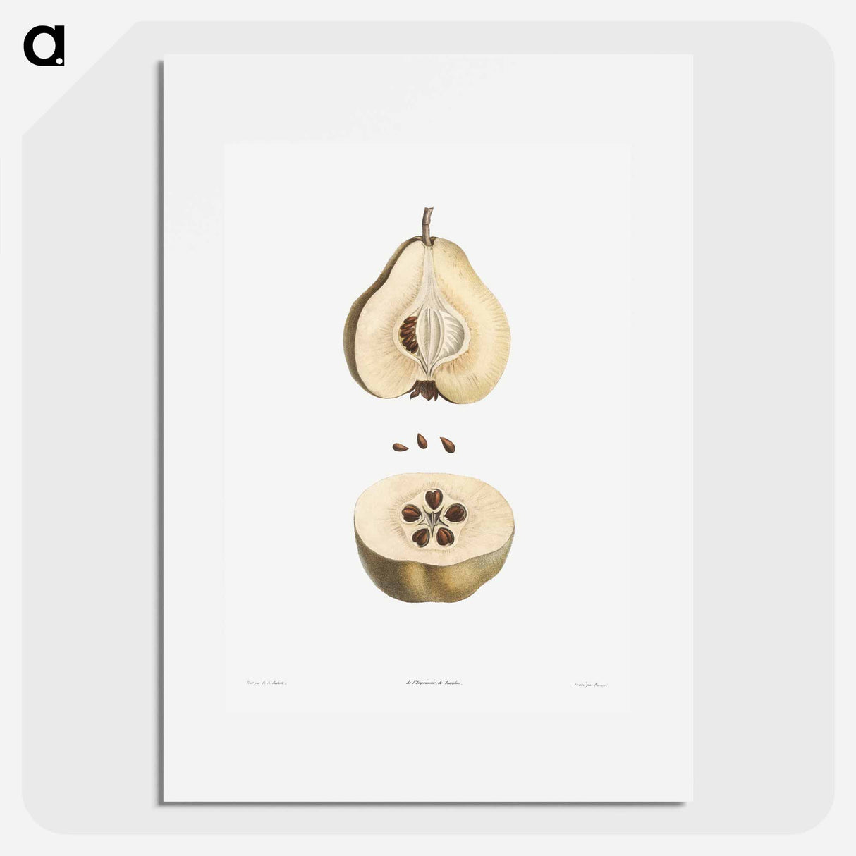 Pear fruit - Pierre Joseph Redouté Poster.