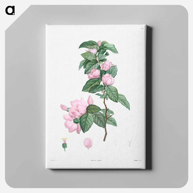 アートパネル-Turnip-rooted chervil - ピエール ジョゼフ ルドゥーテ Canvas.