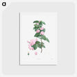アートポストカード-Turnip-rooted chervil - ピエール ジョゼフ ルドゥーテ Postcard.