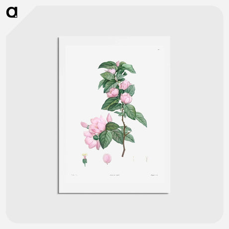 アートポストカード-Turnip-rooted chervil - ピエール ジョゼフ ルドゥーテ Postcard.