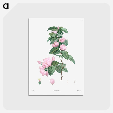 アートポストカード-Turnip-rooted chervil - ピエール ジョゼフ ルドゥーテ Postcard.