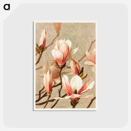 アートポストカード-Magnolia
 - ボストン公共図書館 Postcard.